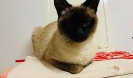 暹罗猫猫染色爆料视频,视频爆料带你一探究竟